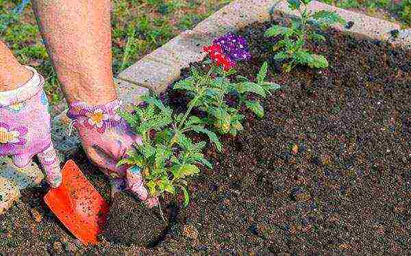 verbena flowers planting and care in the open field