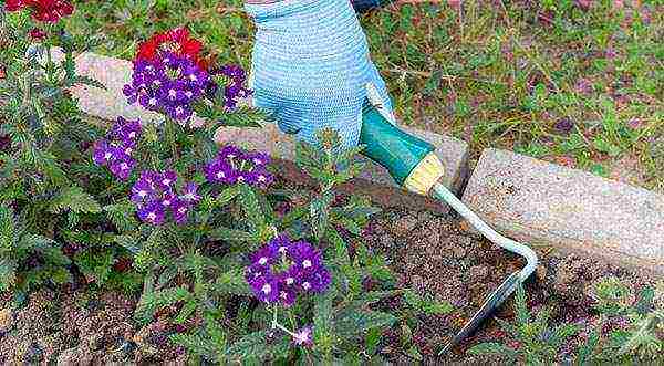 verbena flowers planting and care in the open field