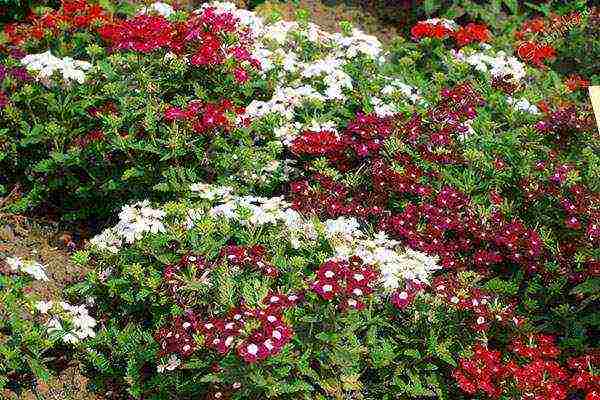 pagtatanim at pag-aalaga ng mga bulaklak na verena sa bukas na bukid