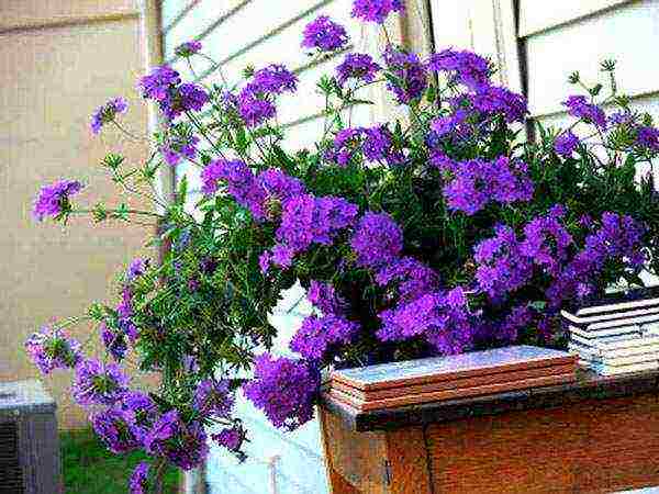 verbena flowers planting and care in the open field