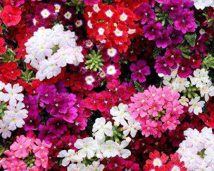 verbena flowers planting and care in the open field