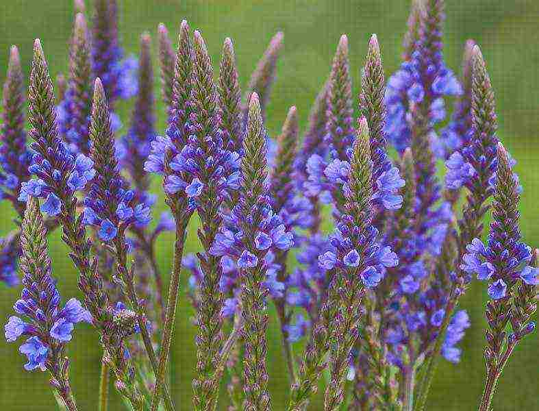 verbena flowers planting and care in the open field