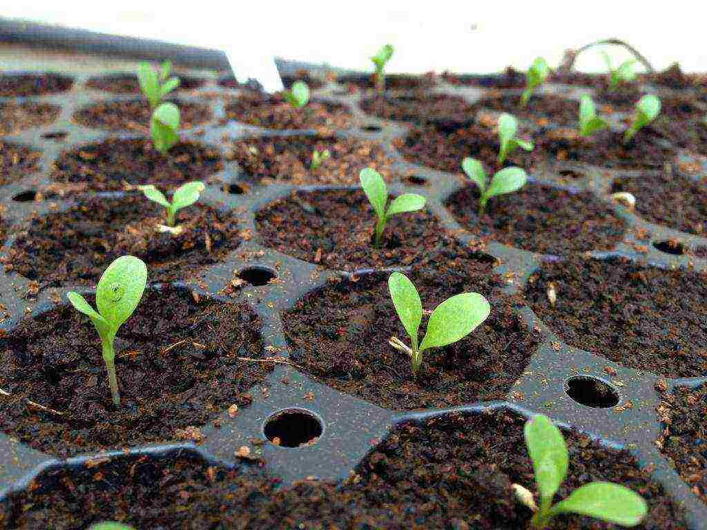 verbena flowers planting and care in the open field