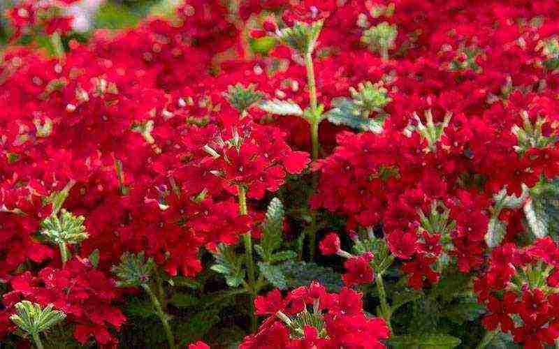 verbena flowers planting and care in the open field