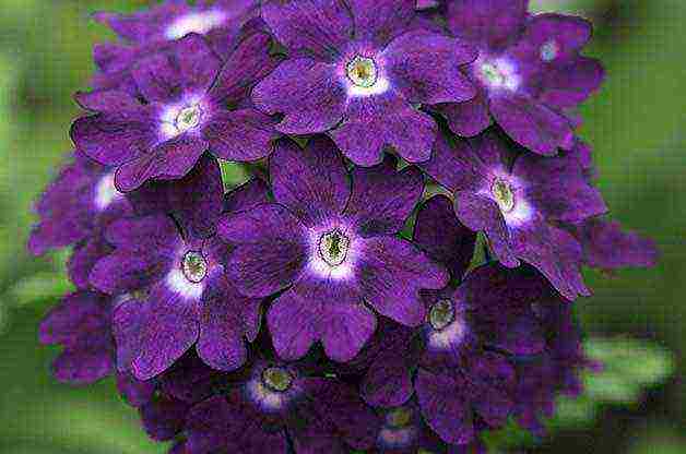 verbena flowers planting and care in the open field