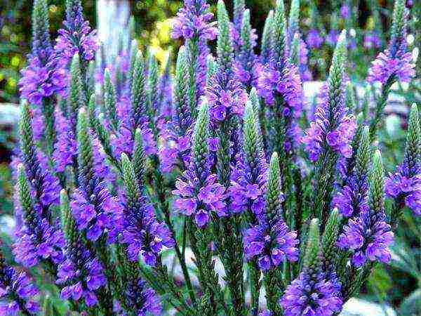 verbena flowers planting and care in the open field