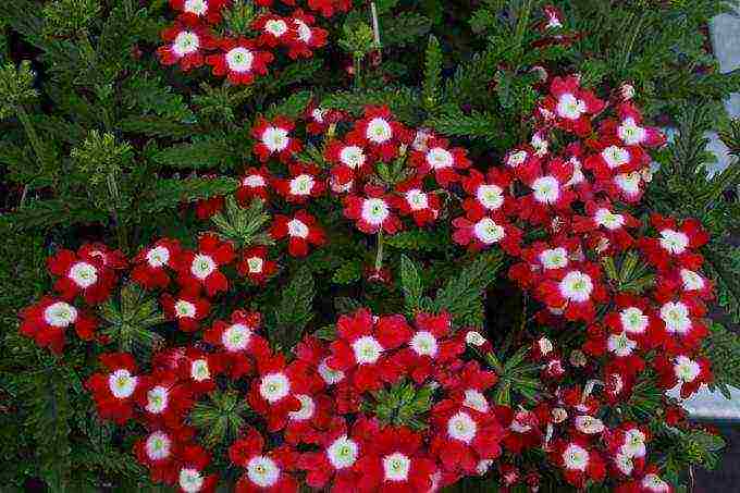 verbena flowers planting and care in the open field