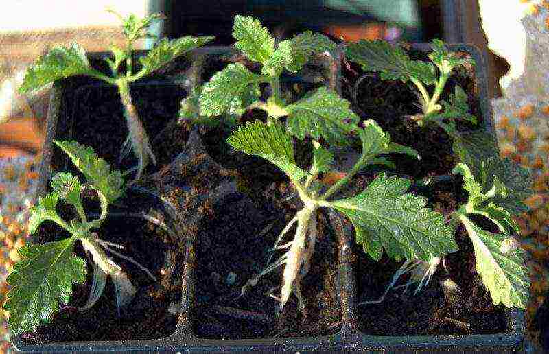 verbena flowers planting and care in the open field