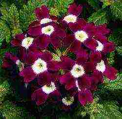 verbena flowers planting and care in the open field