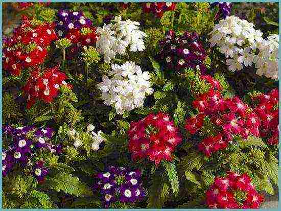 verbena flowers planting and care in the open field