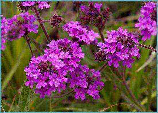 verbena flowers planting and care in the open field