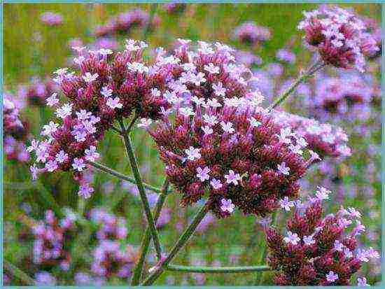 verbena flowers planting and care in the open field