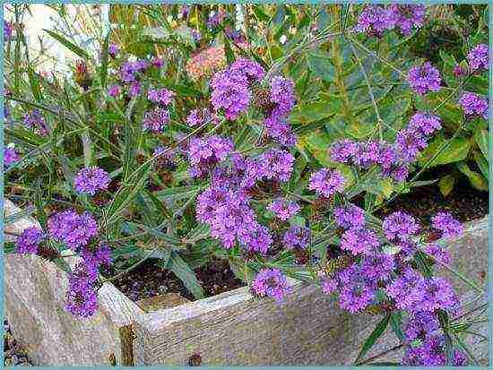 verbena flowers planting and care in the open field