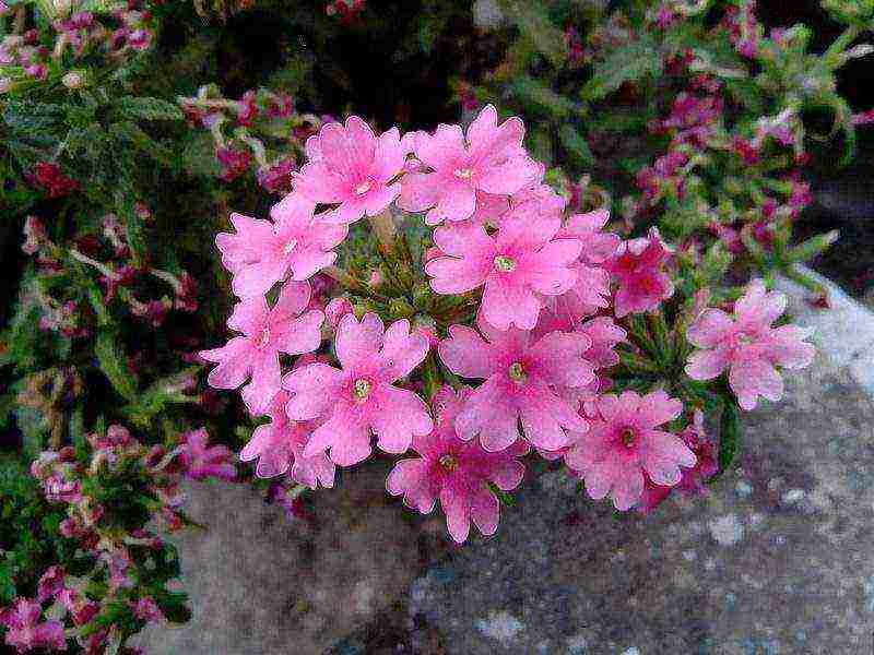 verbena flowers planting and care in the open field