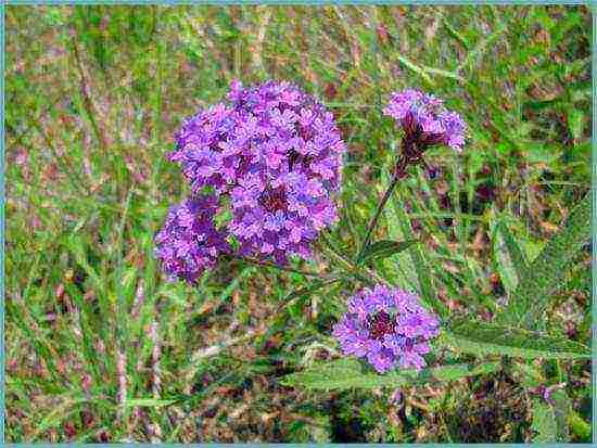 verbena flowers planting and care in the open field