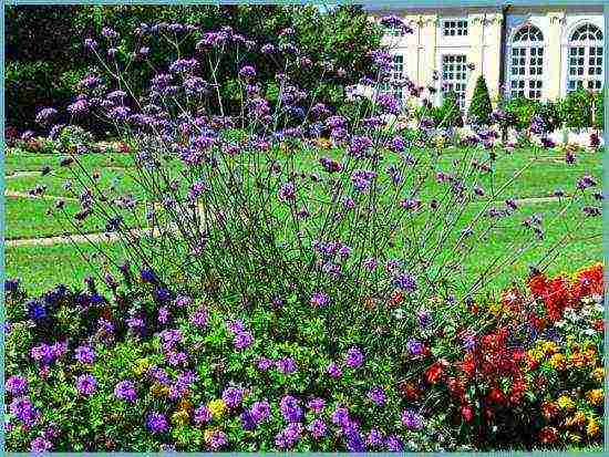 verbena flowers planting and care in the open field