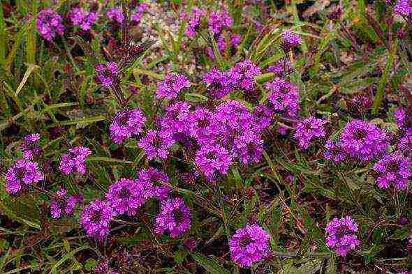 verbena flowers planting and care in the open field