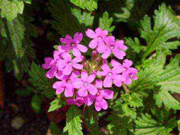 verbena flowers planting and care in the open field