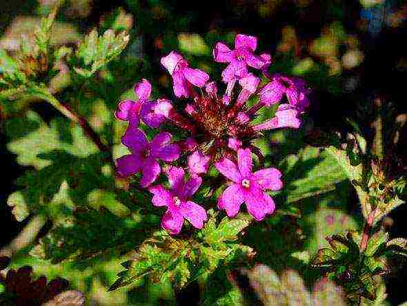 verbena flowers planting and care in the open field