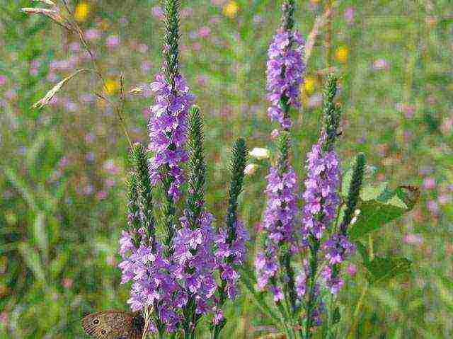 verbena flowers planting and care in the open field