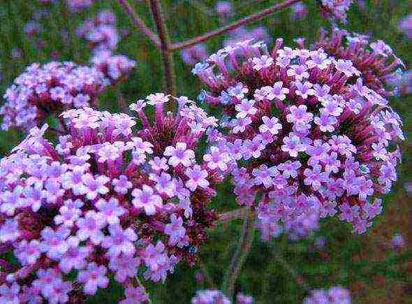 verbena flowers planting and care in the open field