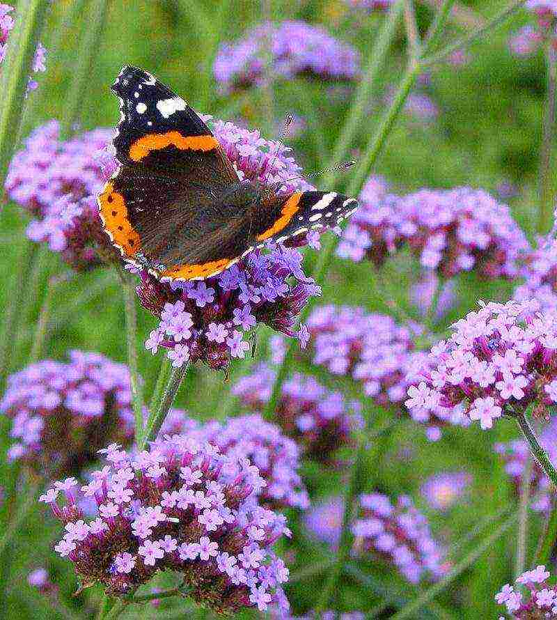 verbena flowers planting and care in the open field