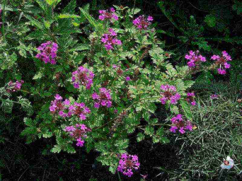 verbena flowers planting and care in the open field