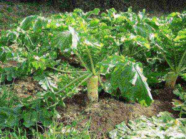 daikon elephant fang planting and care in the open field