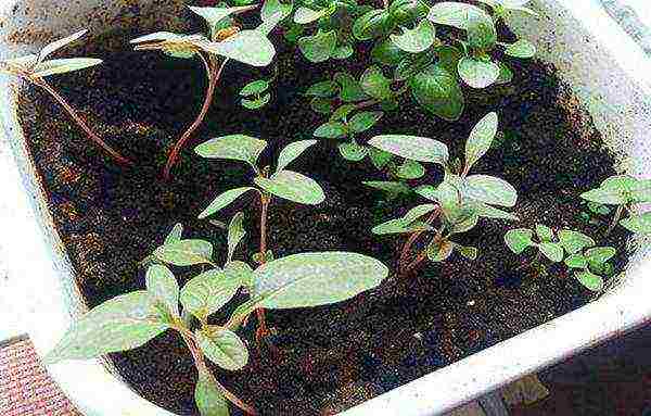 daikon elephant fang planting and care in the open field