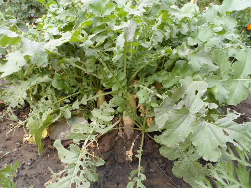 daikon elephant fang planting and care in the open field