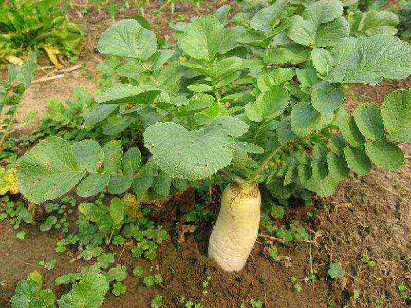 เขี้ยวช้าง daikon ปลูกและดูแลในทุ่งโล่ง