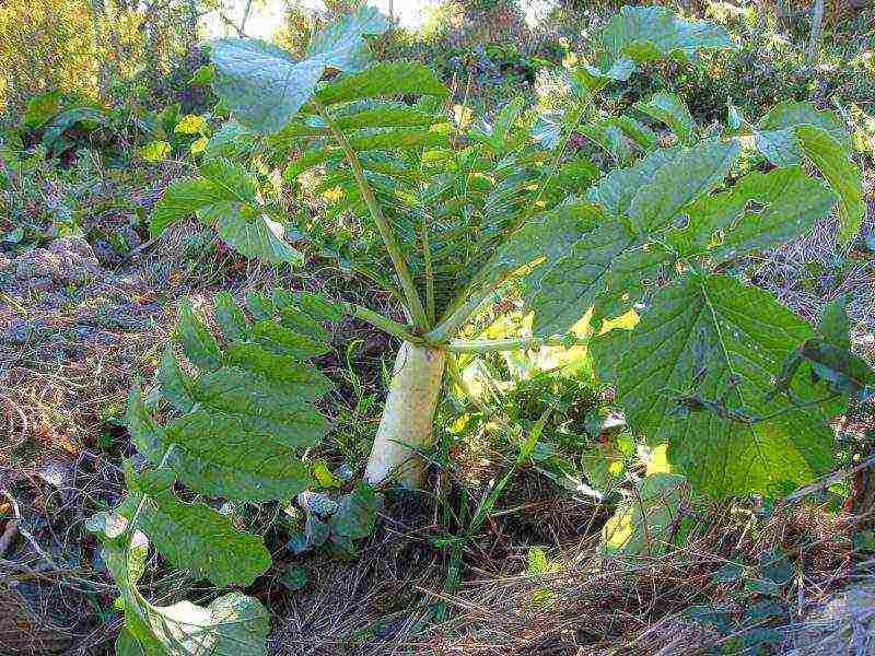 เขี้ยวช้าง daikon ปลูกและดูแลในทุ่งโล่ง