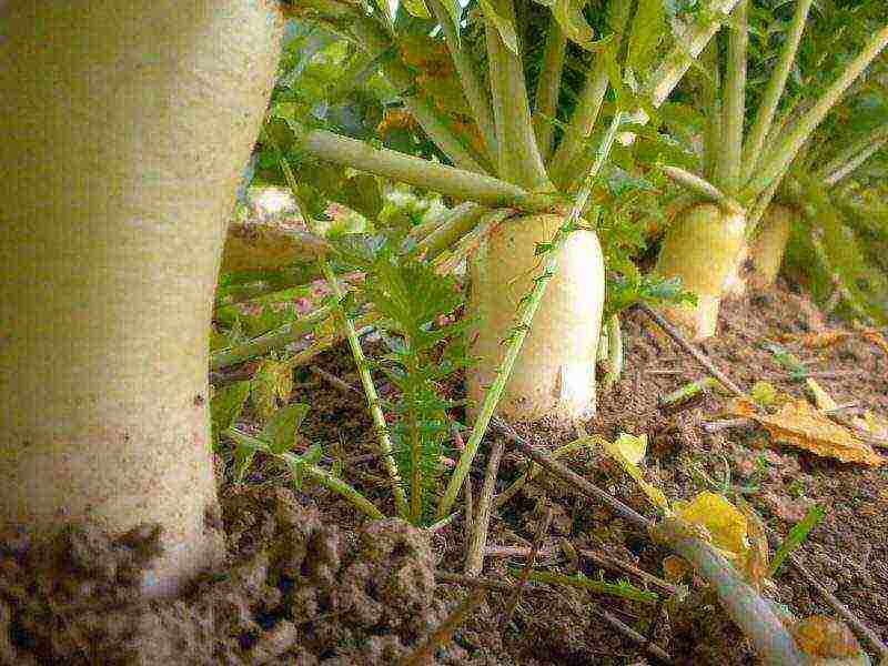 เขี้ยวช้าง daikon ปลูกและดูแลในทุ่งโล่ง