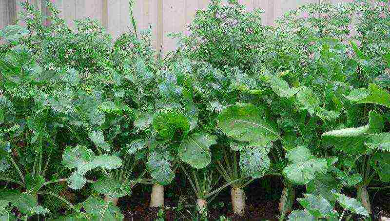 daikon elephant fang planting and care in the open field