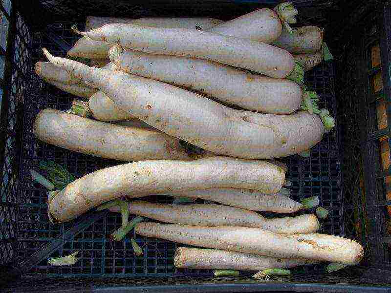 เขี้ยวช้าง daikon ปลูกและดูแลในทุ่งโล่ง