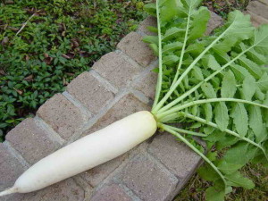 daikon elephant fang planting and care in the open field