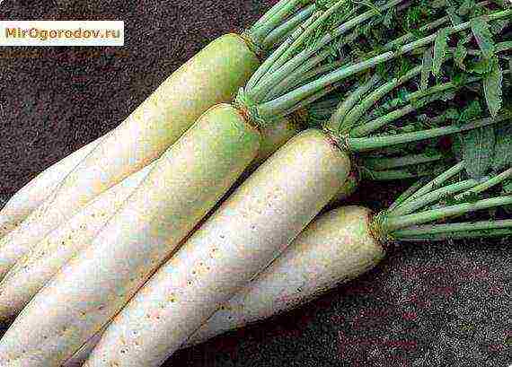 daikon elephant fang pagtatanim at pangangalaga sa bukas na bukid