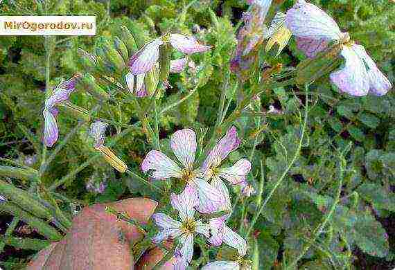 daikon elephant fang planting and care in the open field