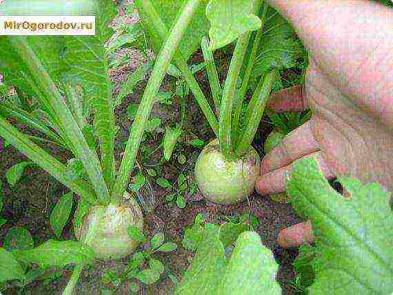 daikon elephant fang planting and care in the open field