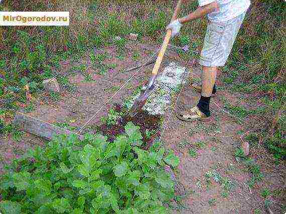 เขี้ยวช้าง daikon ปลูกและดูแลในทุ่งโล่ง