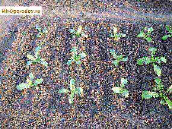 daikon elephant fang planting and care in the open field