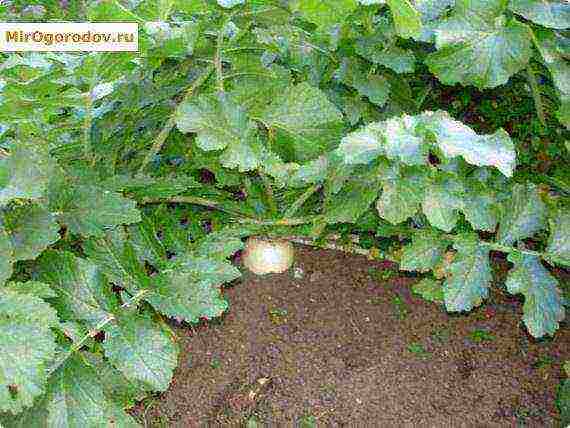 daikon elephant fang planting and care in the open field