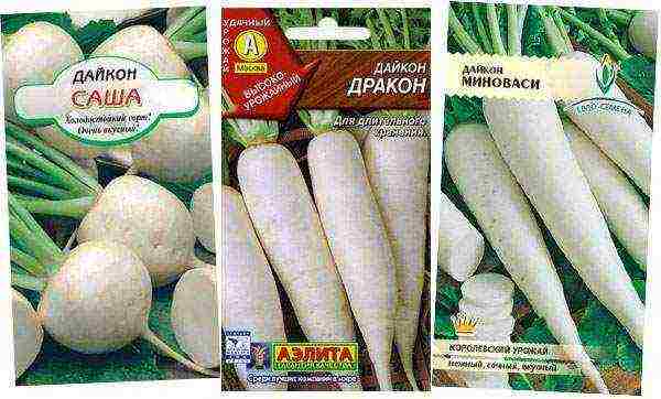 daikon ปลูกและดูแลในทุ่งโล่งในเดือนกรกฎาคม