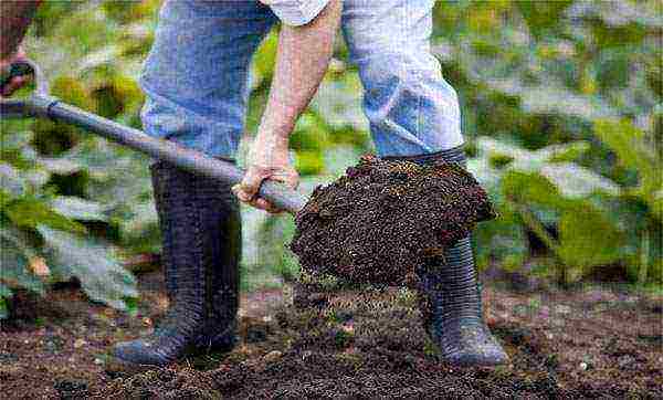 daikon planting and care in the open field in July