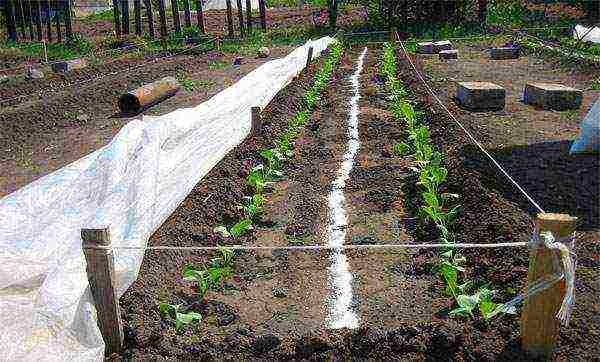 daikon planting and care in the open field in July