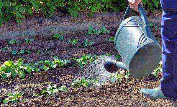 daikon planting and care in the open field in July