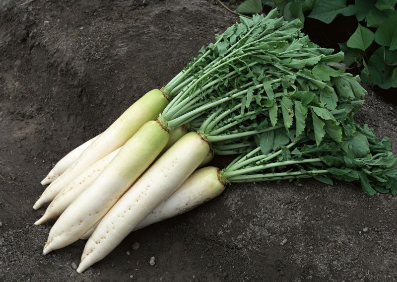 daikon planting and care in the open field in July