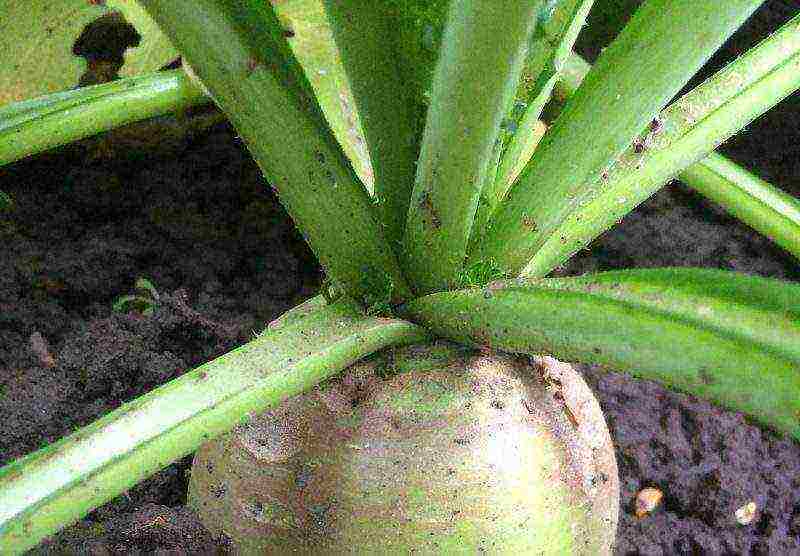 daikon planting and care in the open field in July