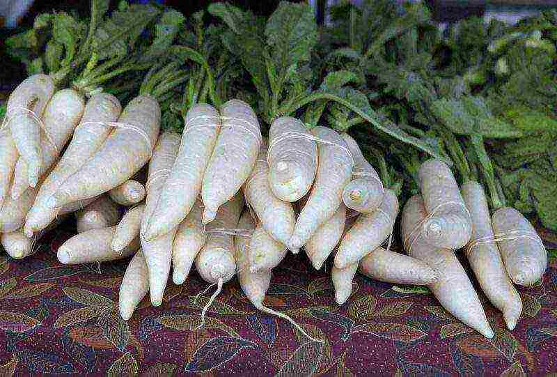 daikon na pagtatanim at pangangalaga sa bukas na larangan sa Hulyo