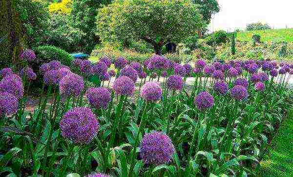 decorative bow planting and care in the open field in the suburbs